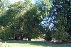 Large Cotton Woods near river